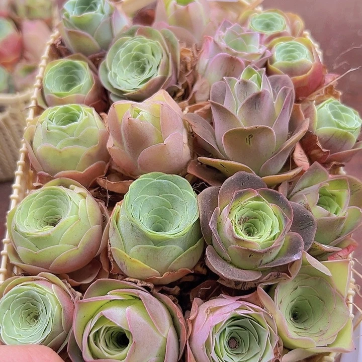 山地玫瑰多肉植物山地54