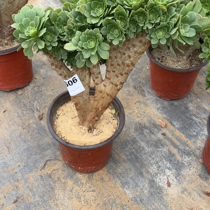 多肉绿杨蓉朵缀606