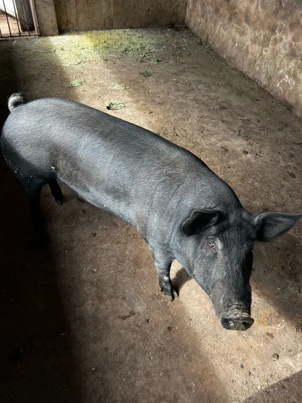 【土猪肉一单一拍】云南粮食喂养黑猪肉黑土猪五花肉排骨顺丰包邮