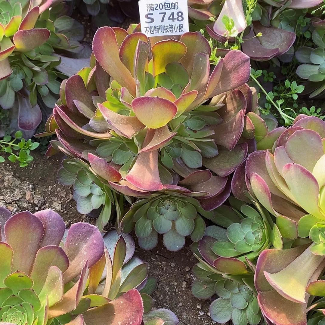 748桃花石多肉法师量拍