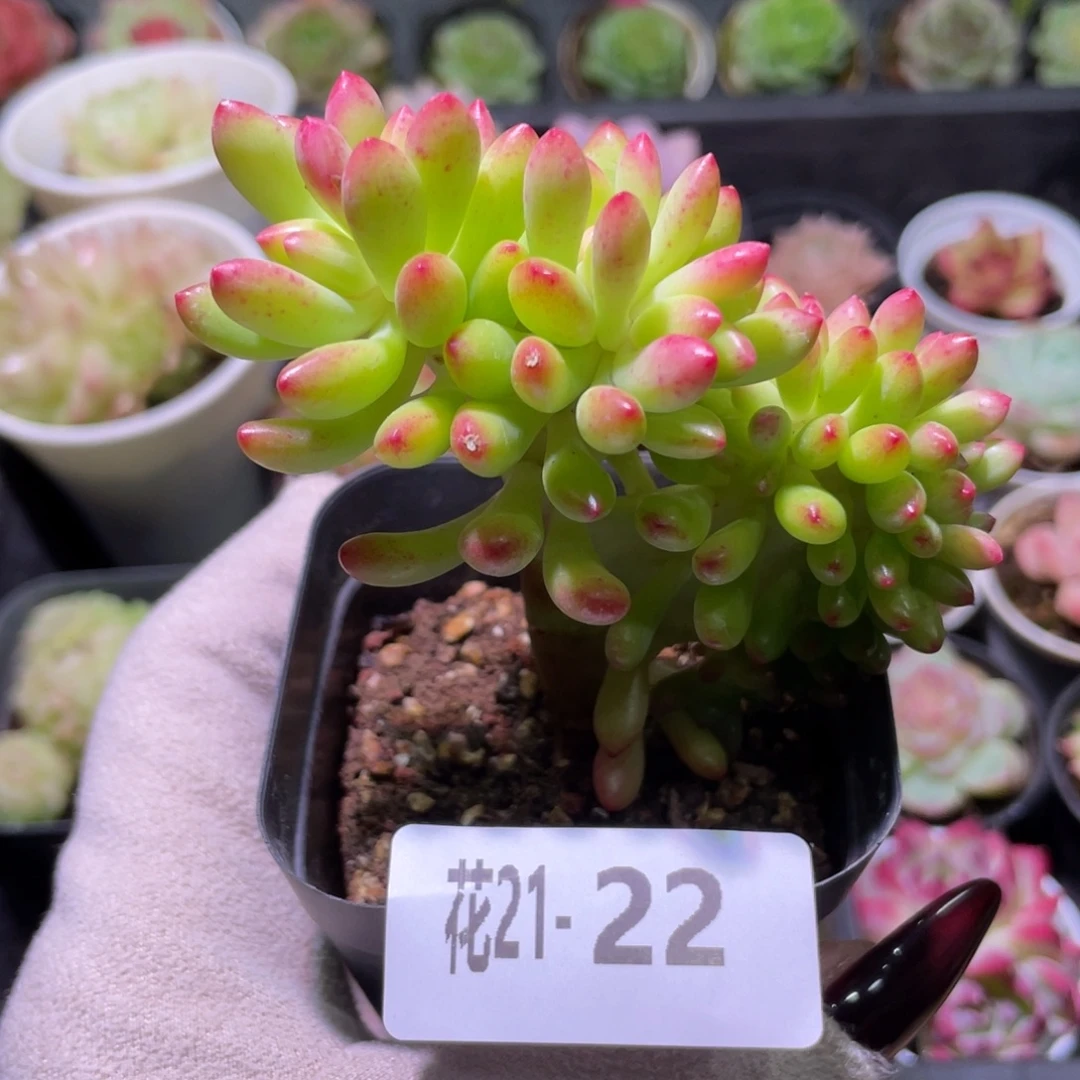 花利美21-22青松缀化