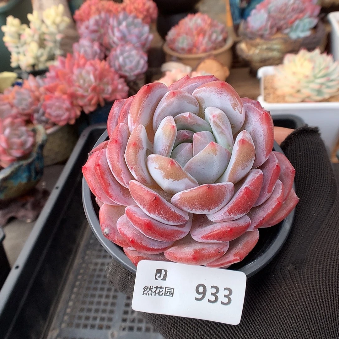 933粉星影多肉植物6666