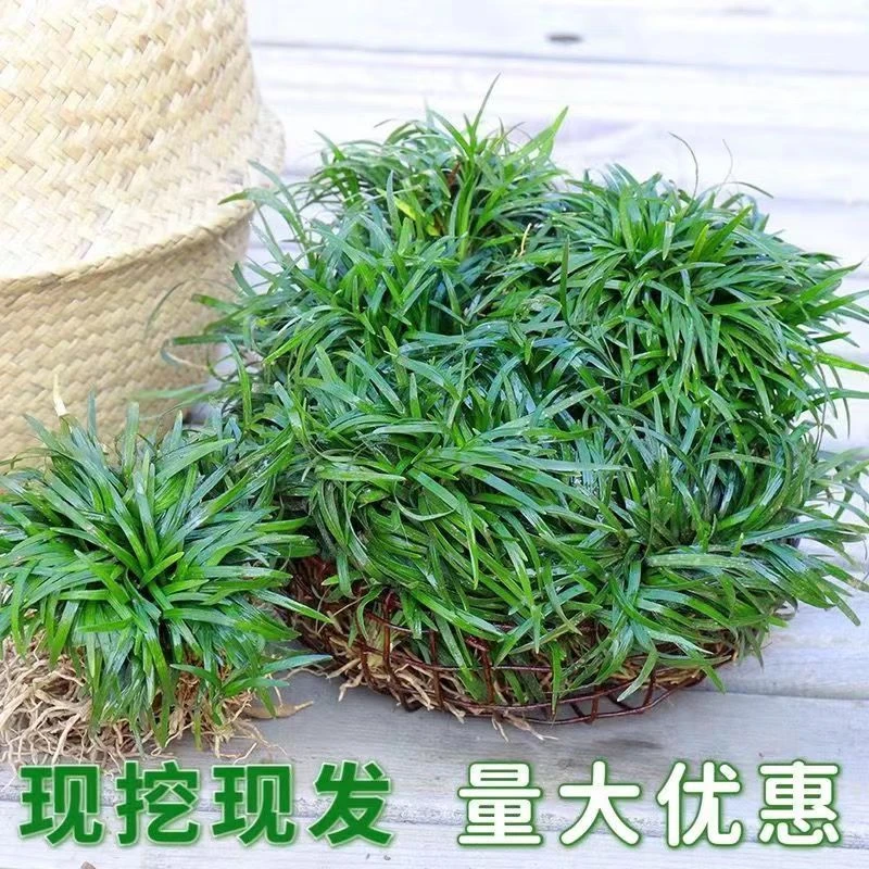 日本矮麦冬草工程庭院绿化苗玉龙草四季常青耐寒耐阴免修剪耐踩踏