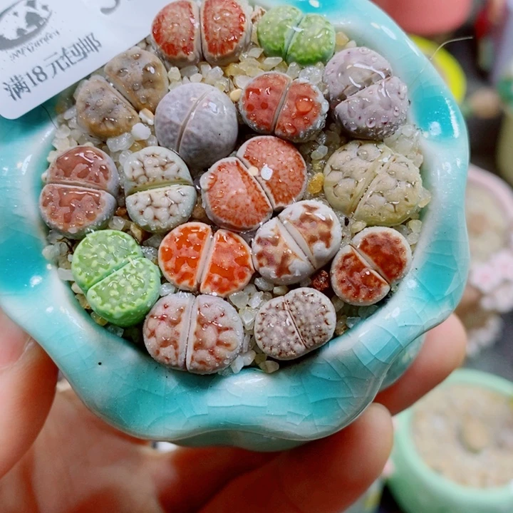 生石花花花花花花花320