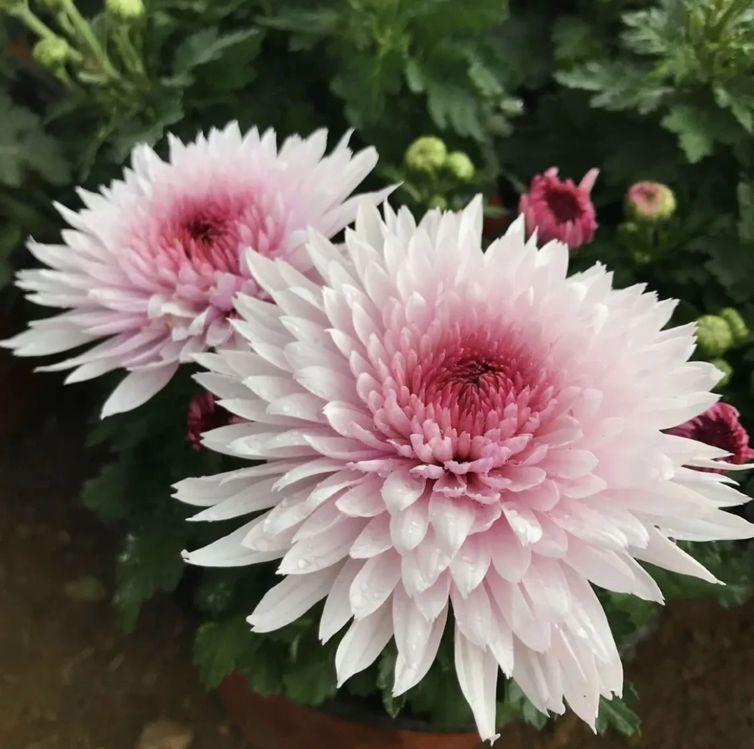 【荷塘月色】超大花菊花盆栽大花多年生耐寒好养绿植花卉带花苞发货