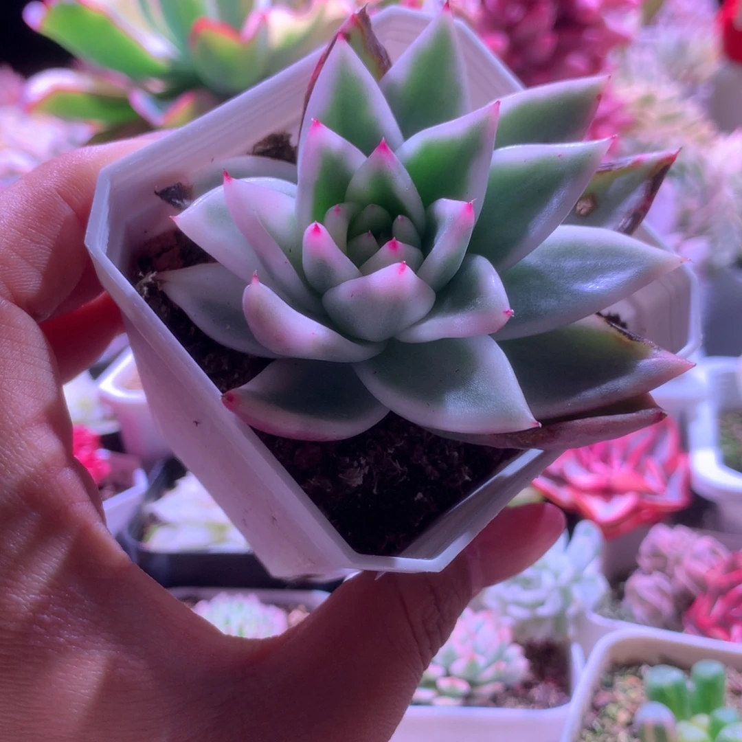 雪白玛利亚覆轮锦有根