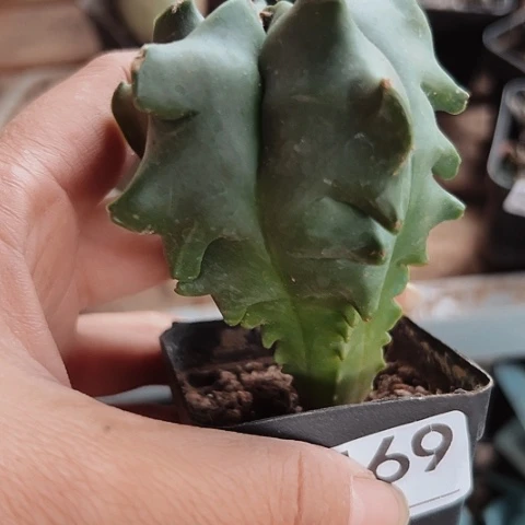 469实生龟甲鸾仙人球