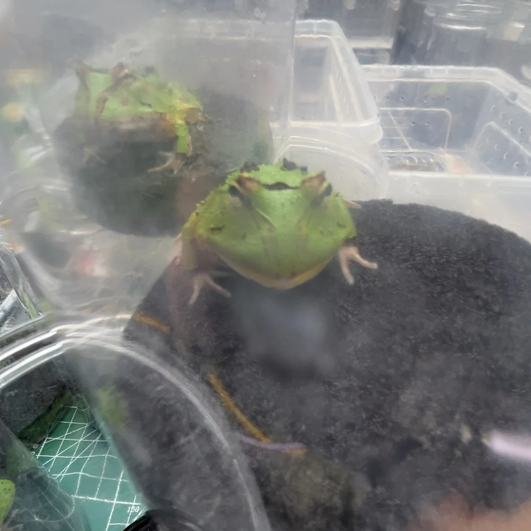雨***伞角蛙漏黄联文蝴蝶