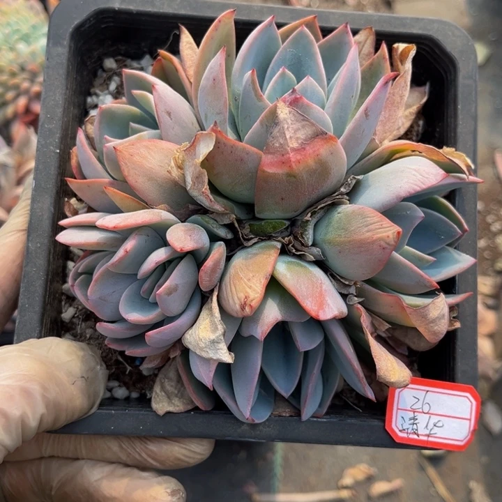 清***布鲁蓝多头一颗