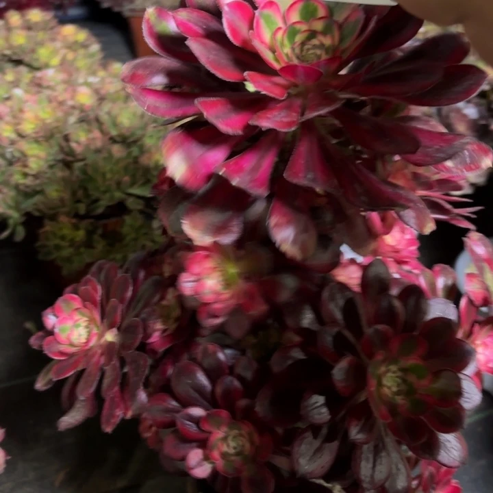 5**x瑞妈一物一拍 331