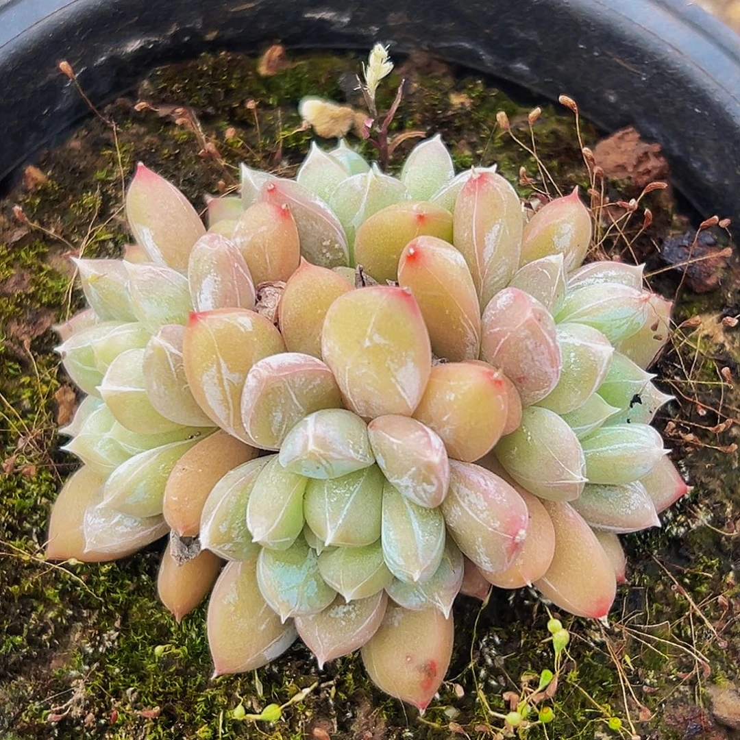 美人系列多肉植物