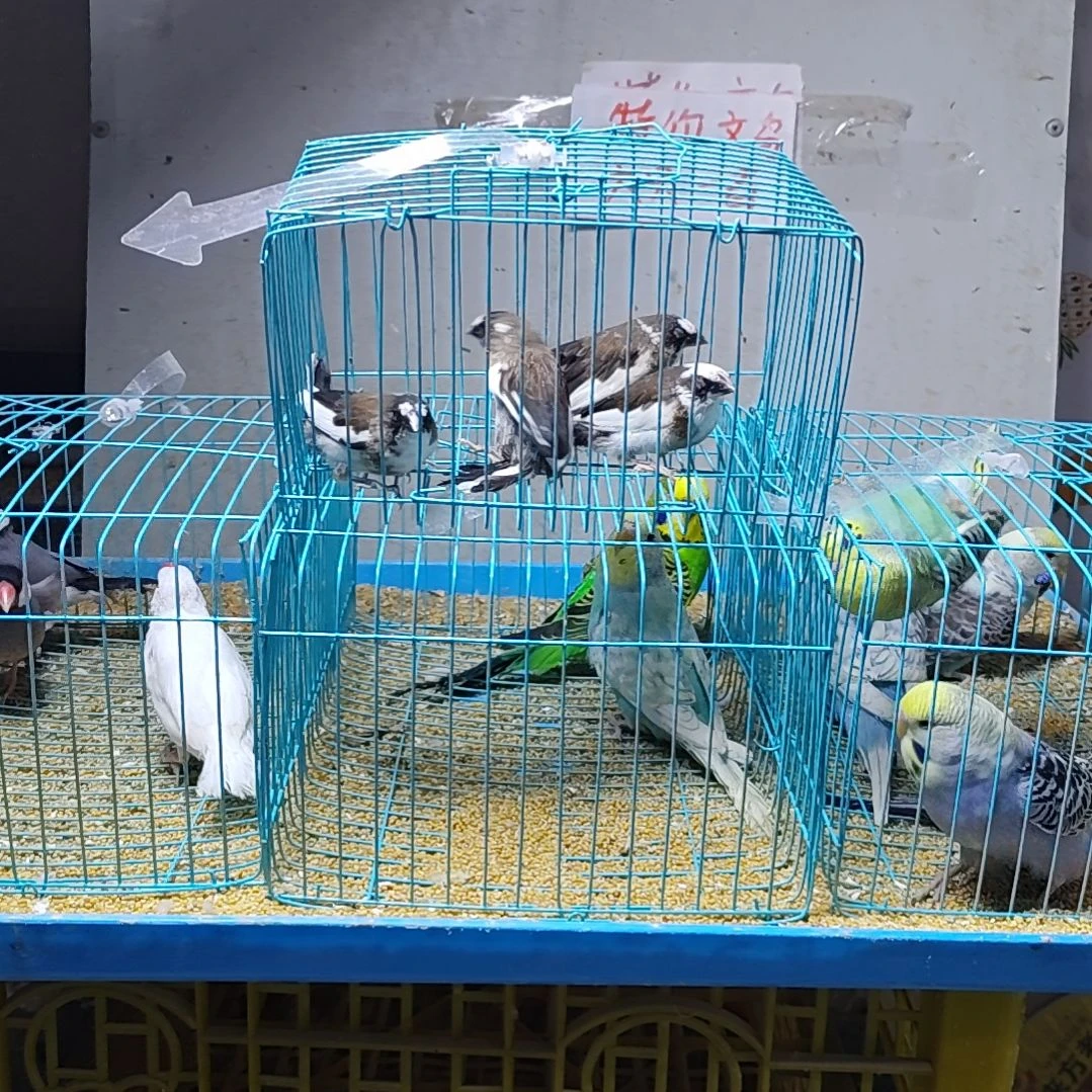 钣****文鸟十姐妹保姆鸟四只不分公母