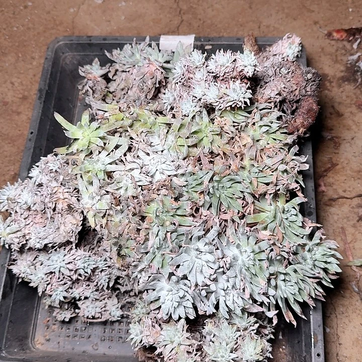2160瑕疵框拍不售后