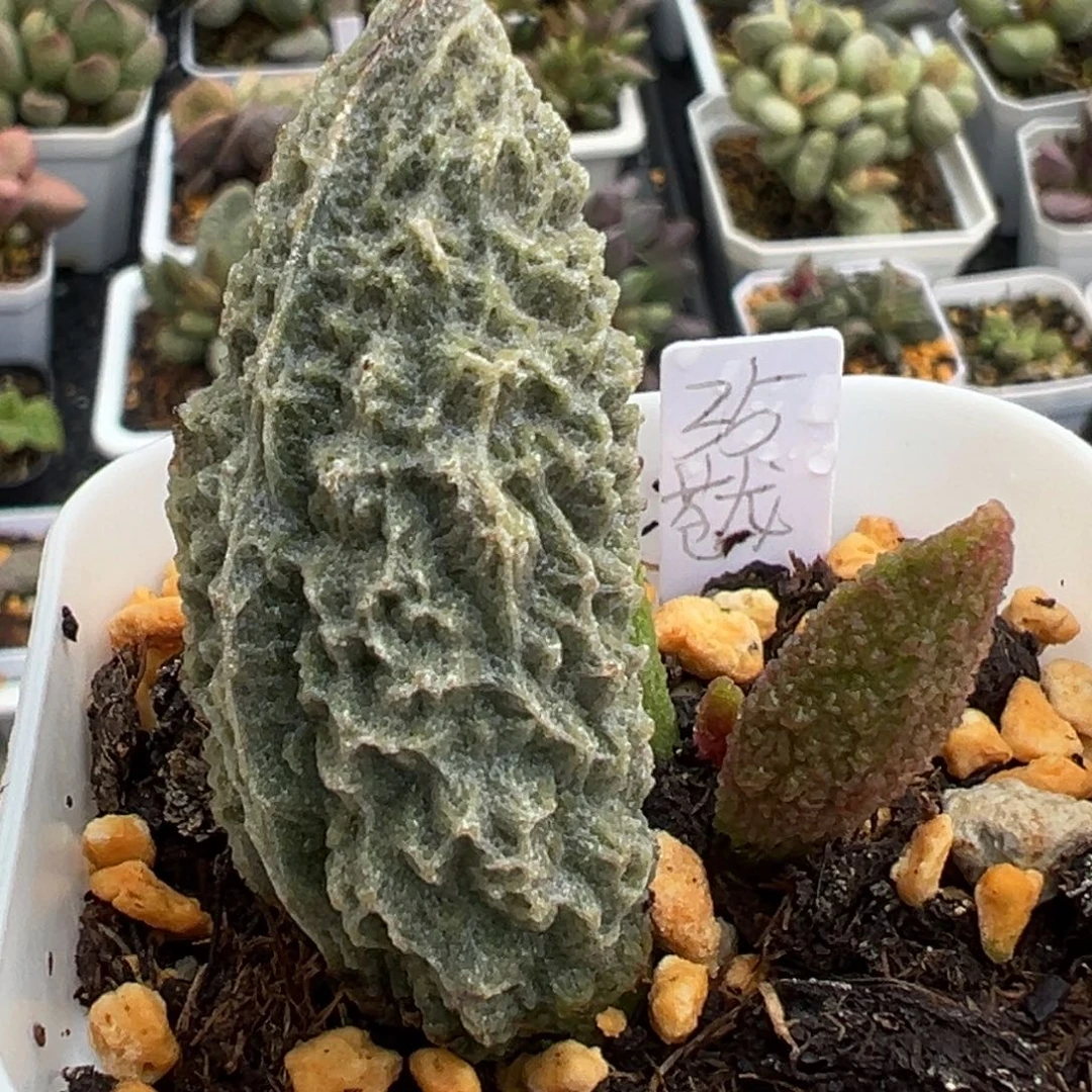 109苍龙大苗拉丝闪电纹