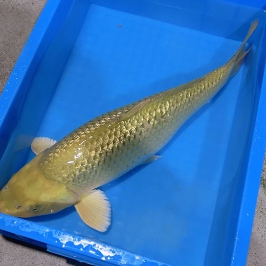 赤木芒果绿茶淡水