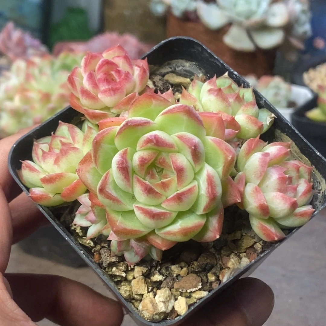 女王玫瑰群生一物一拍
