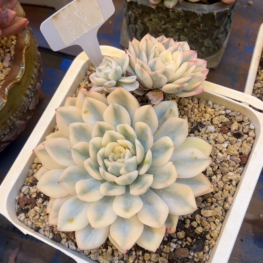 月亮仙子锦，，，，，，，，，，，，，，，，