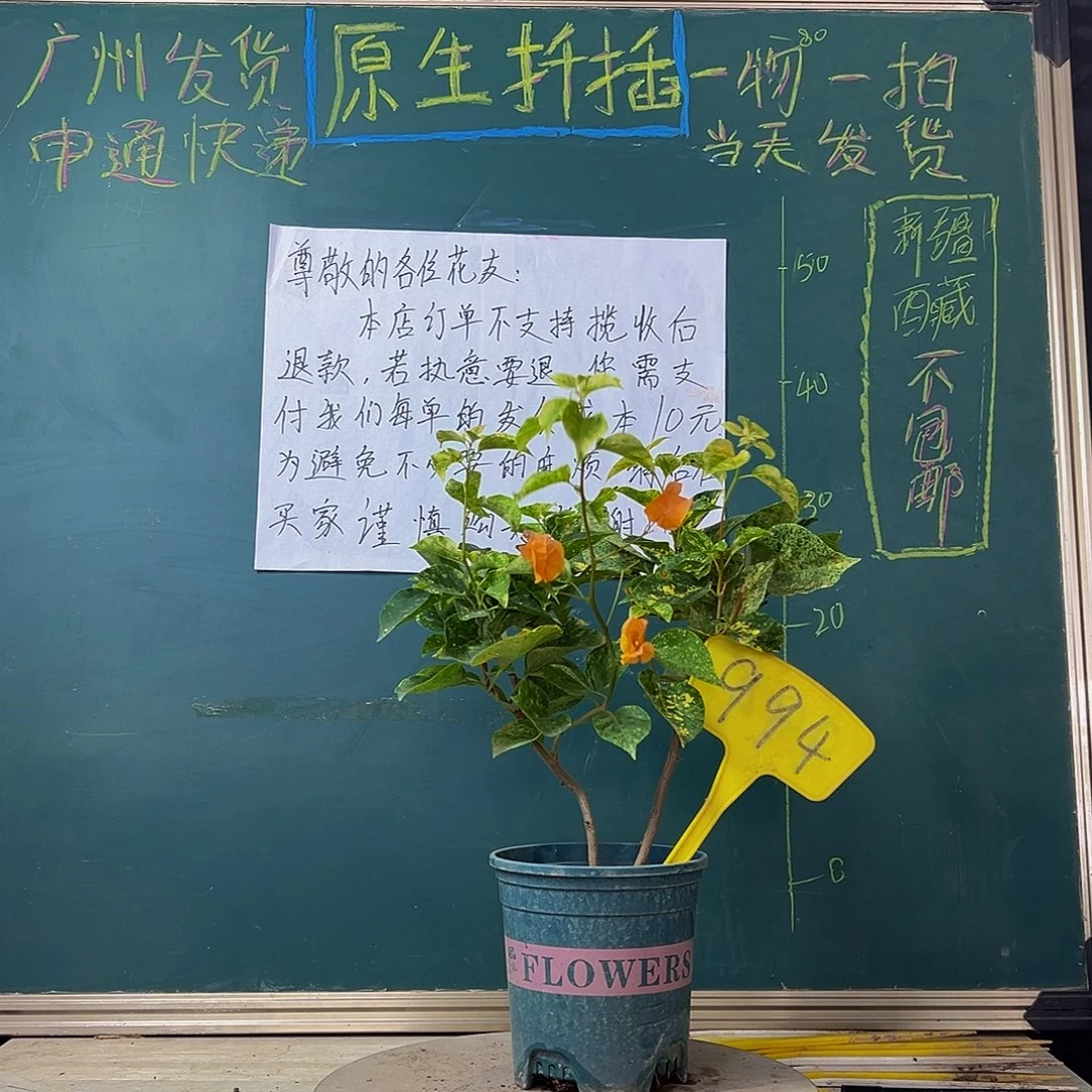 当前无花栽培后可以开花炸 雪花橙 双杆 994