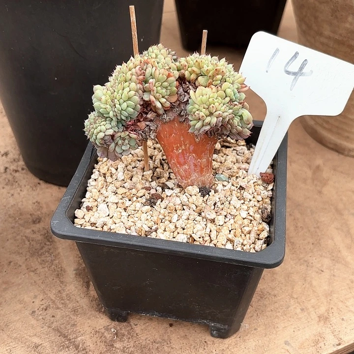 多肉植物，白胖子缀14号