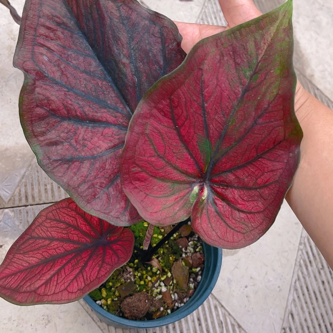 完全开放泰彩一物一拍1762