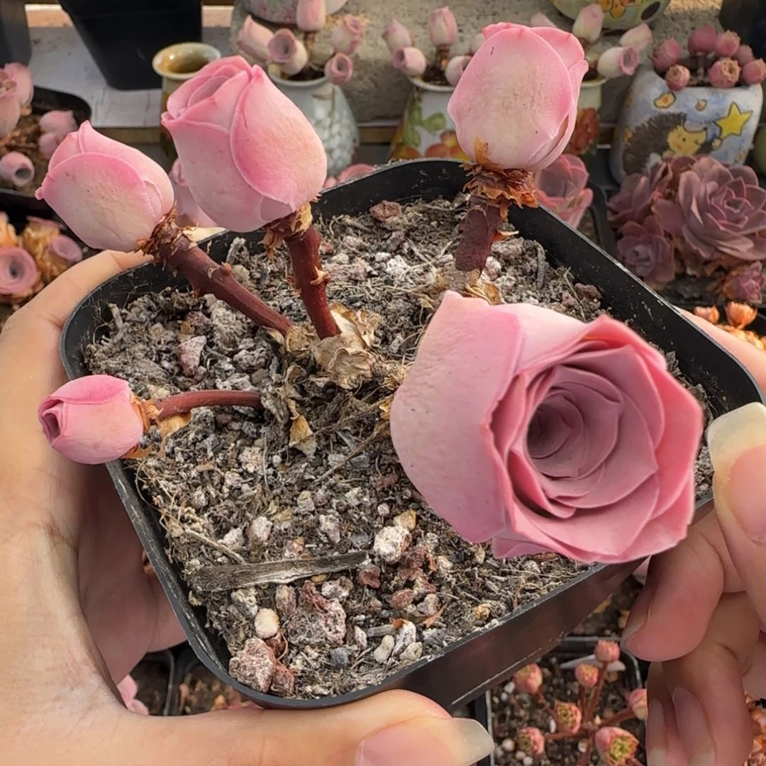 L284半城玫瑰仙帕