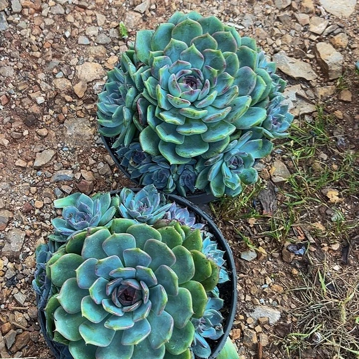 钢***姐蓝莓两颗一起、39.6一物一拍