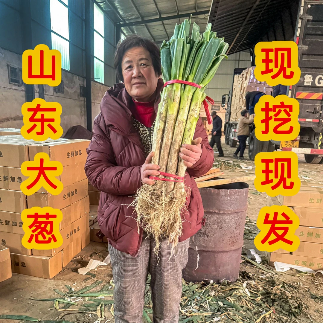 【精品大葱】2025新鲜大葱山东大葱新鲜大葱自家种植产地直发直邮