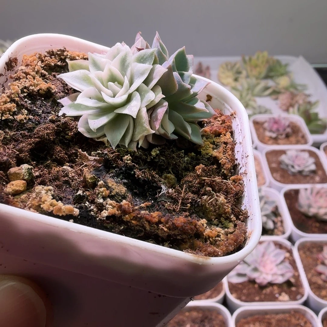 沙漠玫瑰锦植物一物一拍