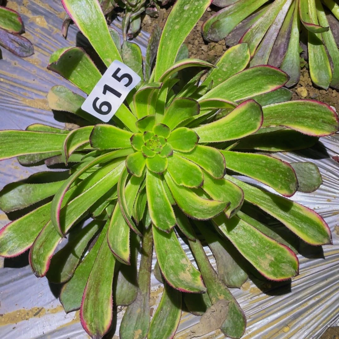 黑暗女神多肉之前615