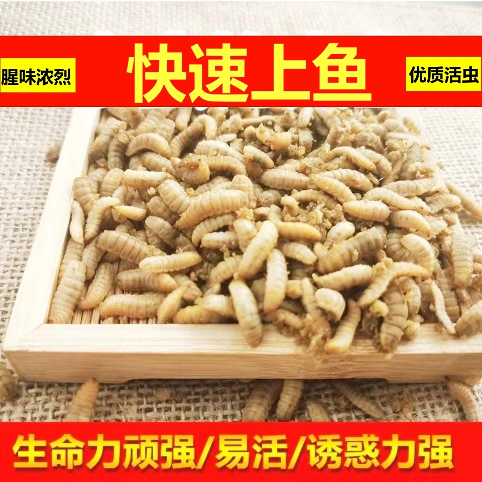 【当天现发】高蛋白鱼饵钓鱼幼虫鲫鱼鲶鱼罗飞鲤鱼翘嘴黄辣丁通杀饵