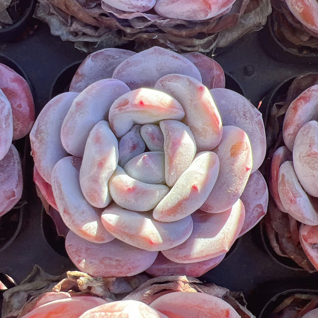 70#梦雪单头-脱土发货