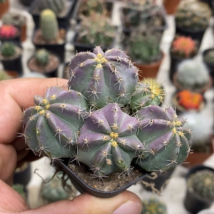 实生微刺虾群特价福利