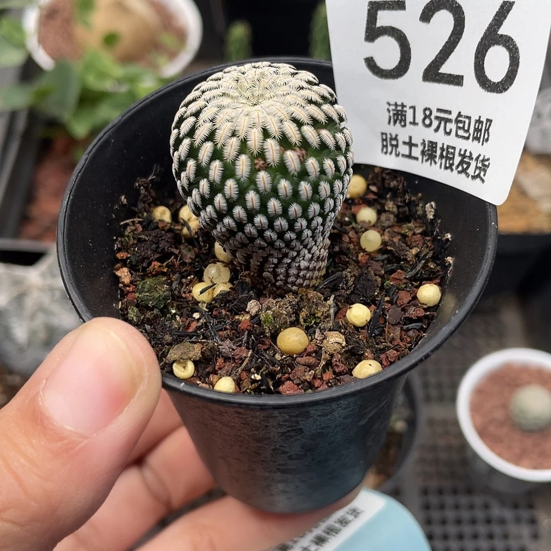 526白斜子仙人球植物