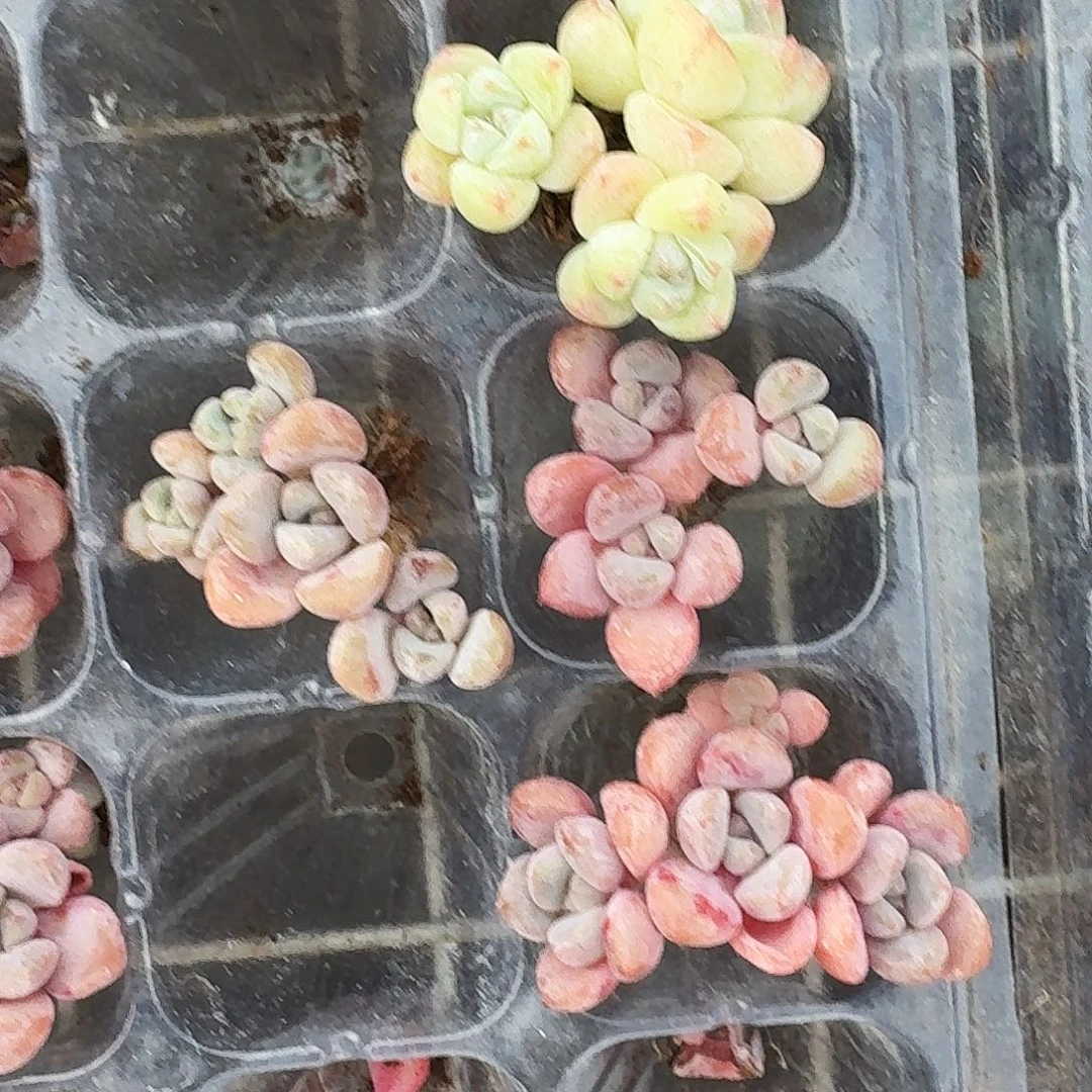 桃**?多肉冰玉，3颗花瓣露一起