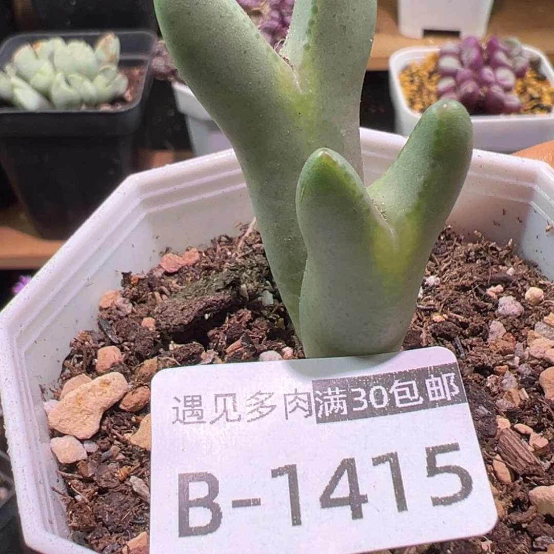 多肉植物1111111111111