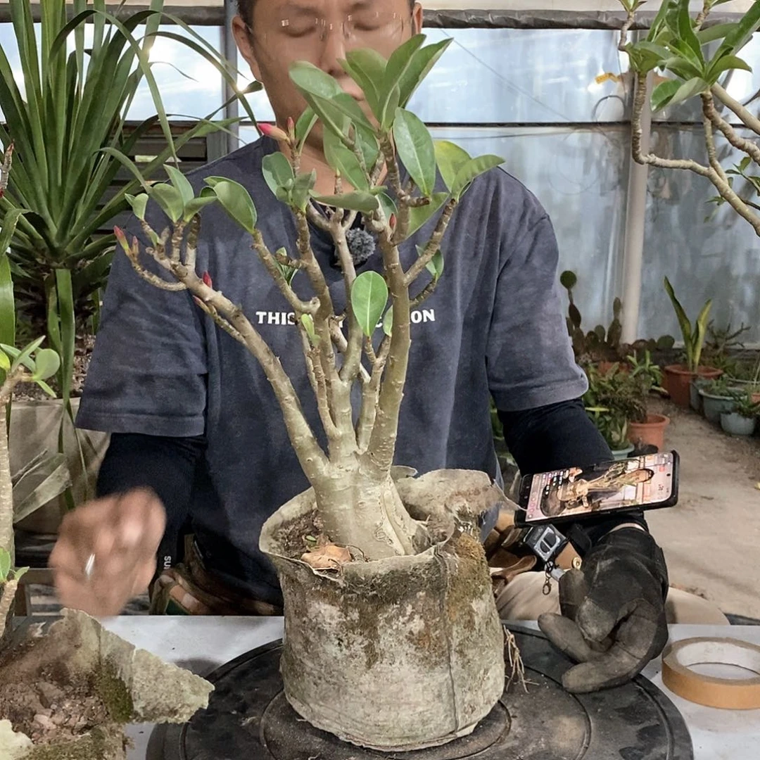 34号沙漠玫瑰。