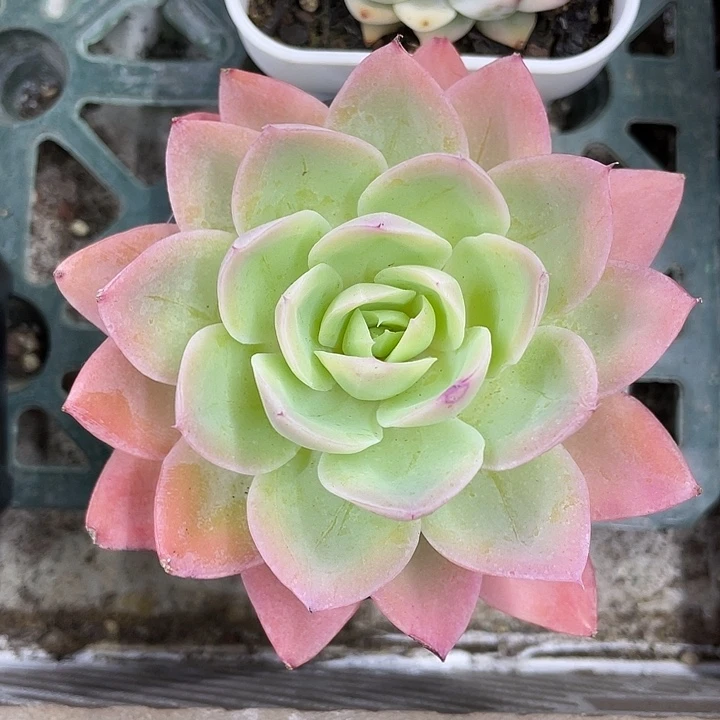 丝绸面纱锦福利一物一拍