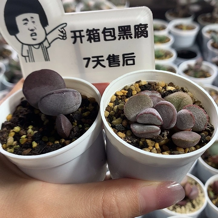 新手组合1一专拍专拍