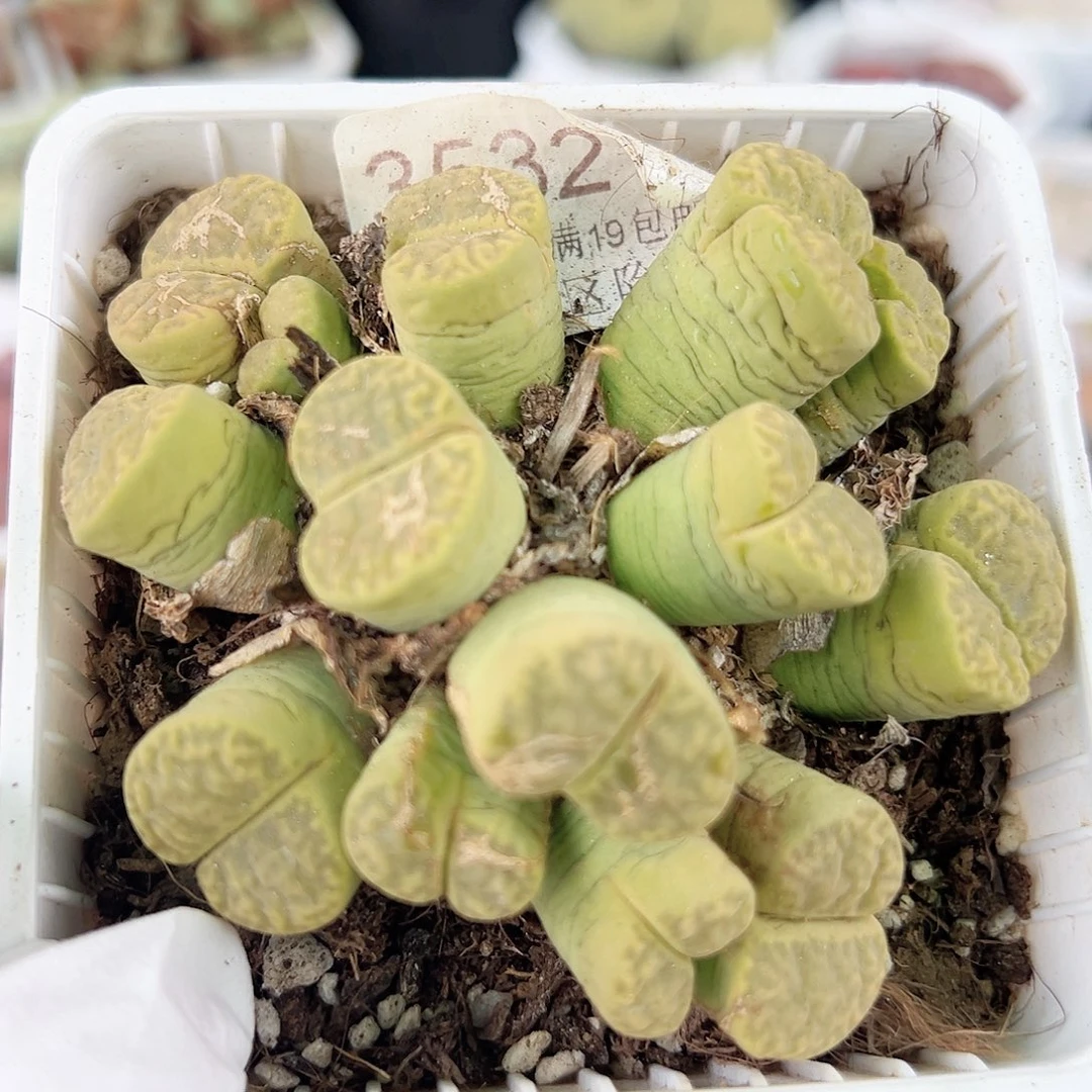 3532十年黄明玄群生哦哦哦