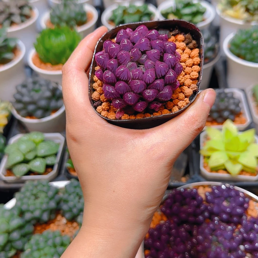 紫宝石冰灯玉露，原盆