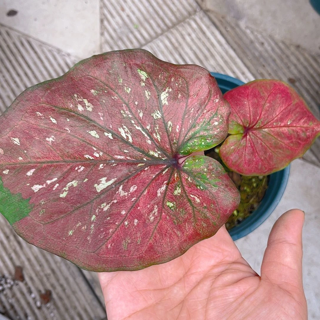 完全开放泰彩一物一拍3799