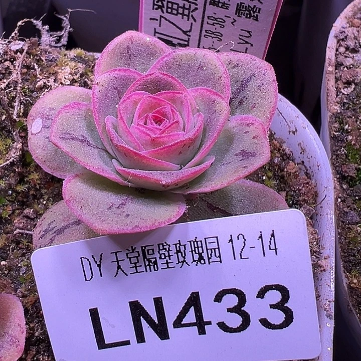 玲***珑露妮433彩虹之翼带崽群 下播福利