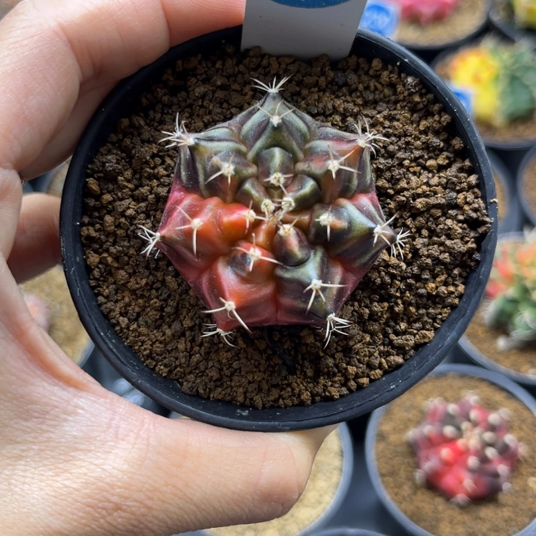 一物一拍带盆土发