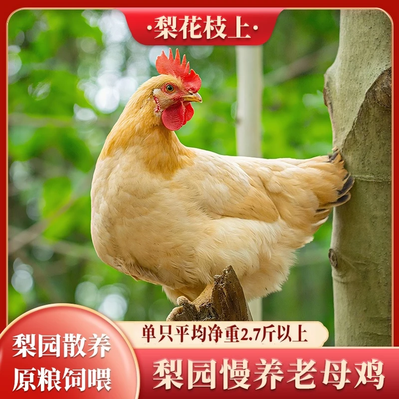 梨花枝上高品质散养老母鸡高品质土鸡煲汤鲜美