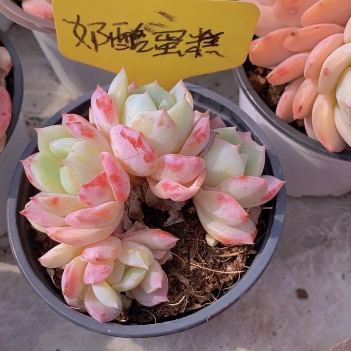 亦*多肉植物，开心多肉