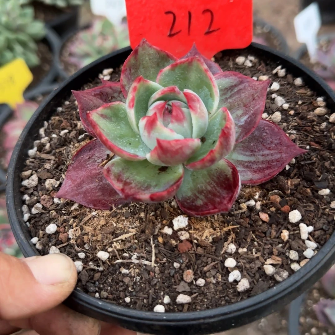 惊鸿一物一拍包装收缩花旱212