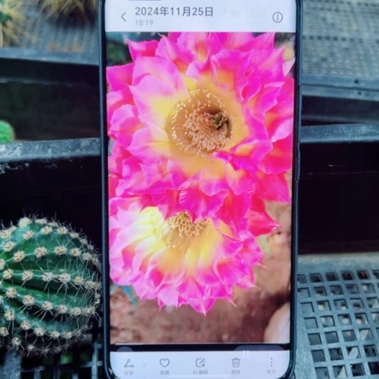 下52彩草新萤火虫歪无根侧芽4公分左右20包邮