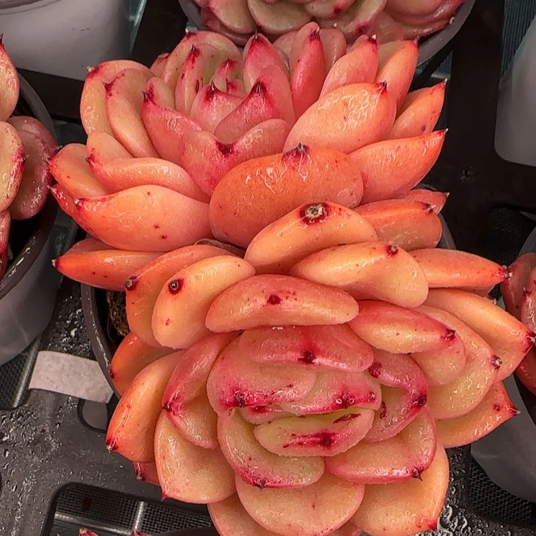 从前慢花园精选韩版水晶珍妮