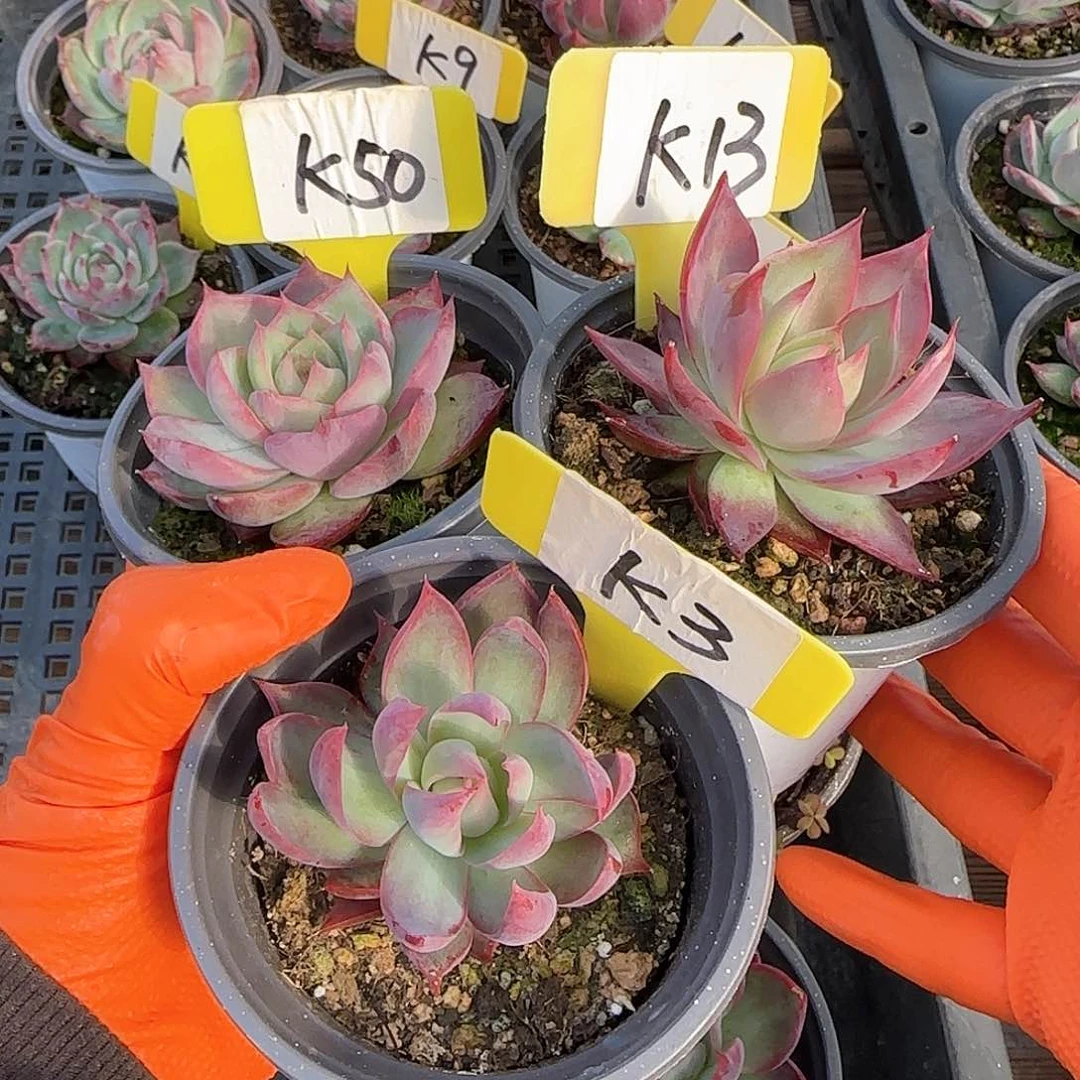 想**?K50-13-3惊鸿单头多肉