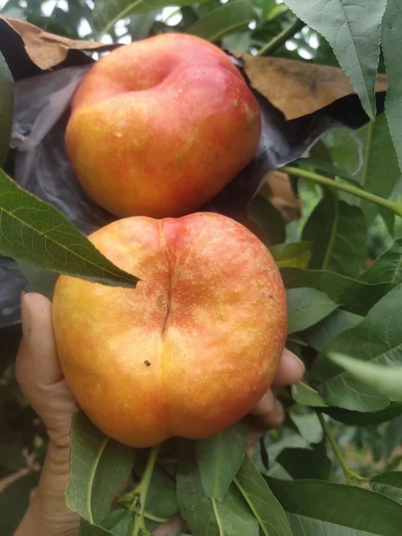 油蟠桃新鲜时令水果应季孕妇水果爆甜多汁顺丰包邮桃子